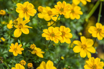 yellow Bidens