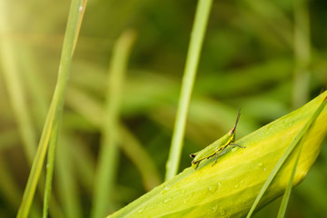 Green grasshopper on green leaf on green background.