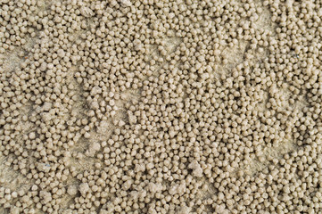 Sand ball on the beach