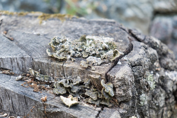 Parasite mushrooms attached to the old weathered tree log, closeup shot. Survival, longevity concept 