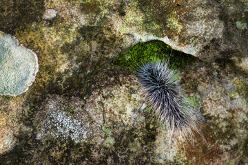 Close up hairy caterpillars on tree in the forest.