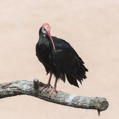 Northern Bald Ibis, Geronticus eremita, black ibis
