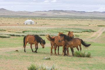 Fototapeta premium animals grazing on grass and on water source of desert oasis 
