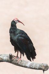 Northern Bald Ibis, Geronticus eremita, black ibis
