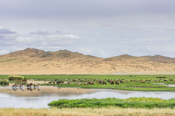 animals grazing on grass and on water source of desert oasis
