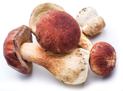 Porcini mushrooms isolated on a white background.