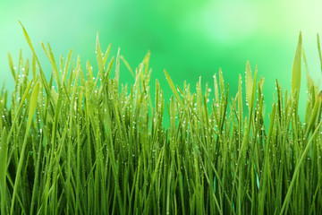 Fototapeta na wymiar Green grass on green background