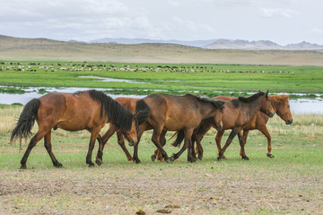 animals grazing on grass and on water source of desert oasis
