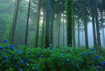 森と紫陽花