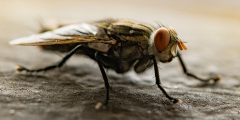 Naklejka premium fly