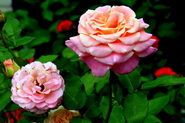 rosy rose