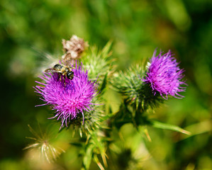 Bee on flower. Close up, soft focus.
