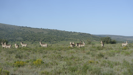 Waterbuck, South Africa