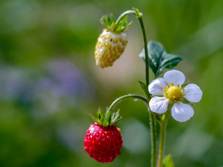 Strawberry and flowers, strawberry blooming