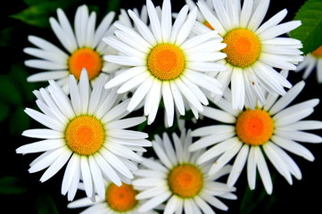 Obraz premium Daisy