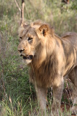 south africa