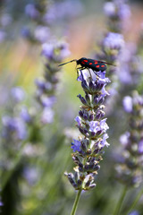 La zigagna a pois ,sopra il fiore della lavanda
