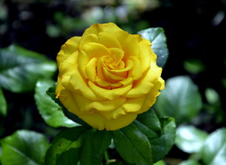 rose yellow