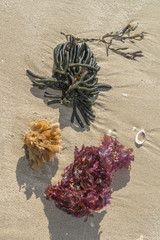 Sea Weed on the sea shore