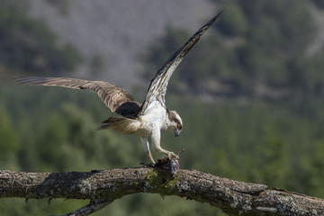 osprey