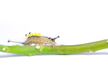hairy caterpillar