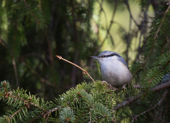 Eurasian nuthatch (Sitta europaea).