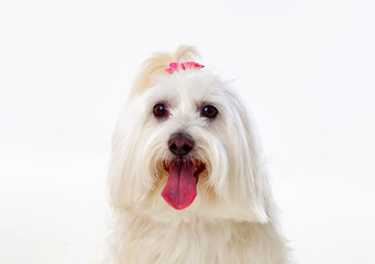 Portratit of a white dog with long hair and a pigtail