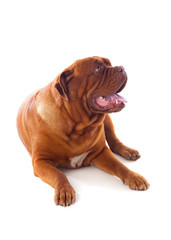 Close-up of Dogue de Bordeaux