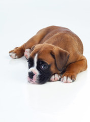 Adorable puppy lying on the floor