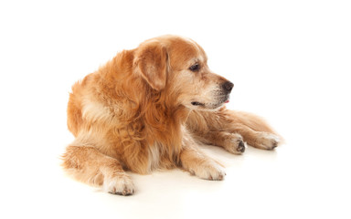 Beautiful Golden Retriever dog breed