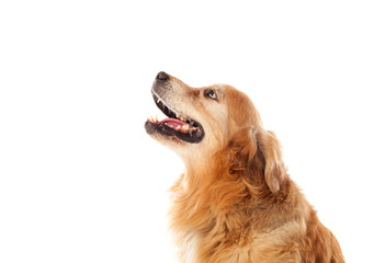 Beautiful Golden Retriever dog breed