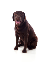 Beautiful black Labrador dog breed