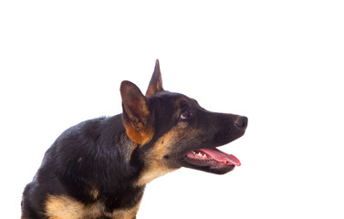 Young German Shepherd dog