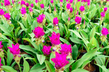 The big green field of Siam Tulip and tree. A large green meadow on top of Thailand.Siam tulip Flowers with shapes and beautiful colors.selective focus.