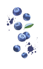 Hand-drawn watercolor illustration of the fresh juicy blueberry. Brush colour splashes on the blueberries and ripe berry isolated on the white background.