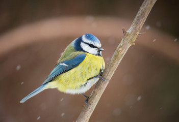 Blue tit (Cyanistes caeruleus).