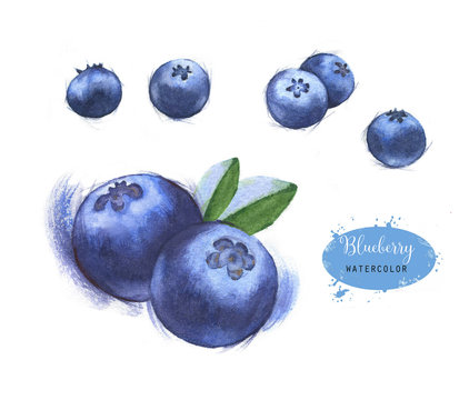 Hand-drawn watercolor illustration of the blueberry. Food drawing isolated on the white background. 