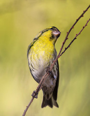 Eurasian siskin (Spinus spinus)