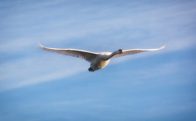 Mute swan (Cygnus olor) adult.