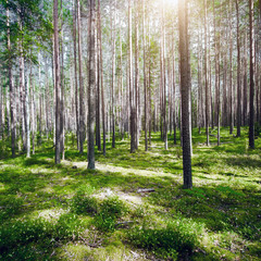 Naklejka premium Summer forest jungle