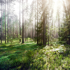 Obraz premium Summer forest jungle