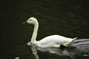 The swan
