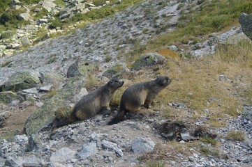 marmotte pyrénées, 64