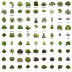 Deurstickers High definition collection Tree isolated on a white background © Production Perig