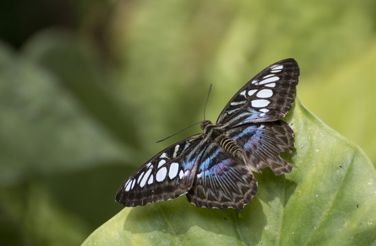 Clipper butterfly