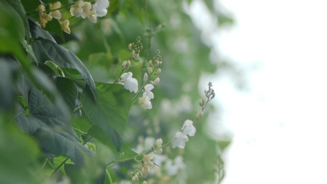 野菜畑　白花豆