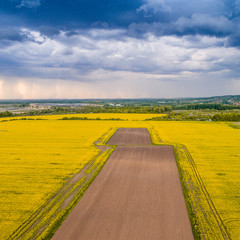 Rape field with stormy sky