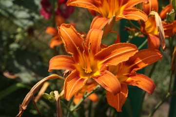 Obraz premium lily, lilia, lilly