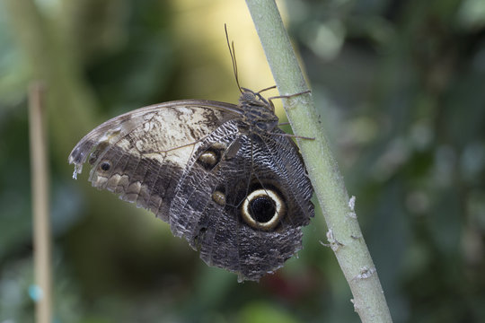 Caligo atreus