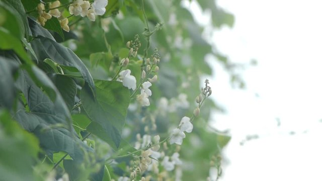 野菜畑　白花豆
